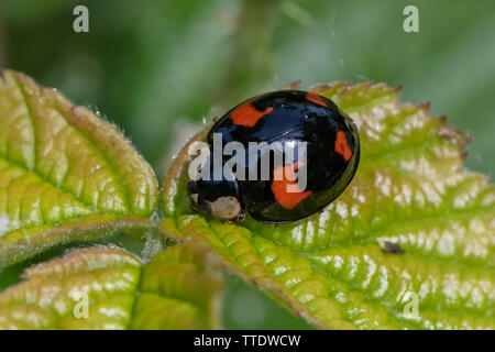 La coccinelle Exochomus pin ( qadripustulatus) Banque D'Images