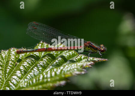 Grande libellule Pyrrhosoma nymphula (rouge) Banque D'Images