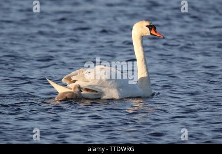 Une mère Cygne tuberculé Cygnus olor transportant fatigué cygnets sur c'est le retour Banque D'Images