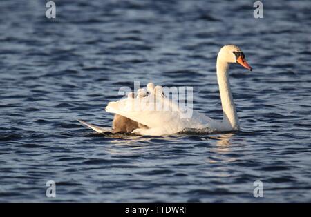 Une mère Cygne tuberculé Cygnus olor transportant fatigué cygnets sur c'est le retour Banque D'Images