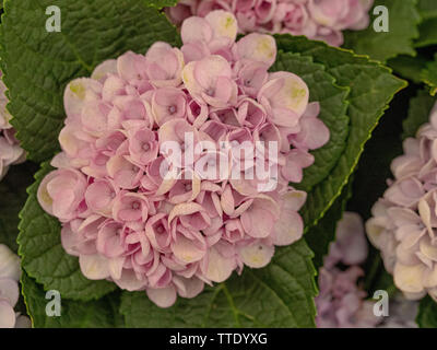 Hydrangea macrophylla révolution magique' Banque D'Images