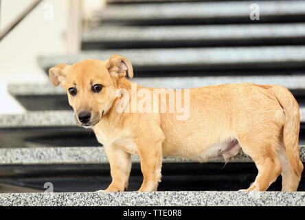 Petit mignon drôle de chien sur escaliers Banque D'Images