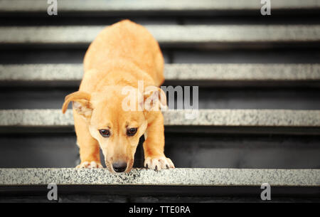 Petit mignon drôle de chien sur escaliers Banque D'Images