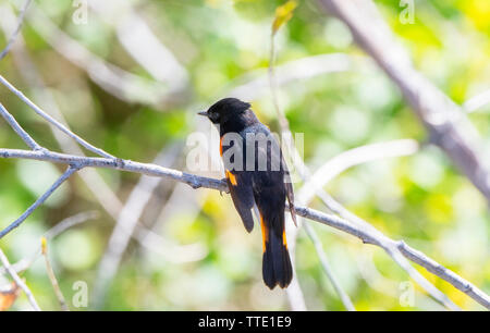 Beau mâle Noir & Orange La Paruline flamboyante (Setophaga ruticilla) Perché sur une branche dans la lumière du matin Banque D'Images