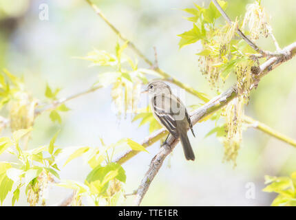 Moucherolle tchébec (Empidonax minimus) Perché sur une branche dans la lumière du matin Banque D'Images