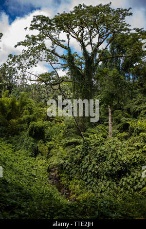 Un grand arbre dans une forêt hawaïenne Banque D'Images