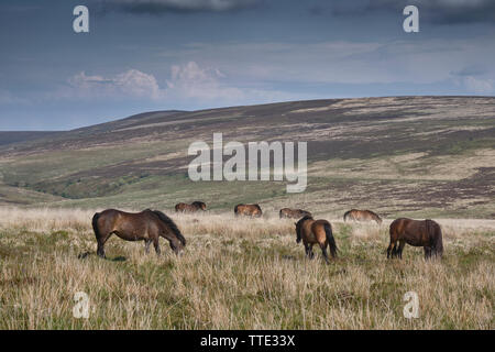 Troupeau de poneys Exmoor sauvages sur la lande Banque D'Images