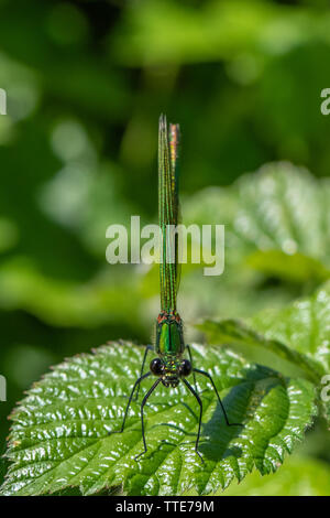 Femme Belle Demoiselle (Calopteryx virgo) Banque D'Images