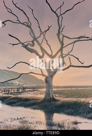 Arbre mort noyé sur la côte à Porlock Bay à travers managed retreat - coucher de soleil Banque D'Images