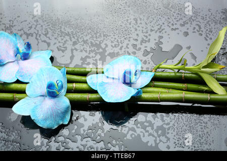Belle composition avec blue orchid et bambou Banque D'Images