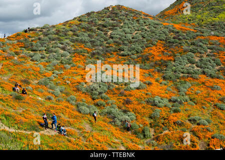 Lake Elsinore, CALIFORNIE / USA - 9 mars 2019 : les touristes de partout dans le monde de la randonnée dans les collines de Walker Canyon afin d'apprécier les coquelicots de Californie. Banque D'Images