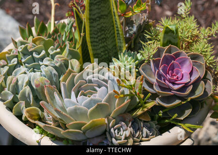 Plantes Succulentes dans un pots en béton. Petit jardin avec cactuse miniature, Echeveria, crassula. Accueil les plantes d'intérieur. - Image Banque D'Images