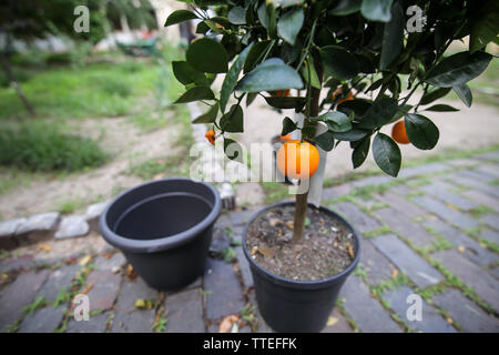 La mandarine mandarine avec des fruits d'arbres poussant dans un grand pot de fleurs en plastique Banque D'Images