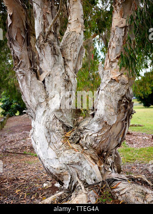 Le tronc d'un arbre, Melaleuca quinquenervia. Originaire du nord de l'Australie et le long des côtes de franges. Banque D'Images