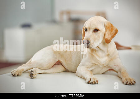 Beau Labrador retriever en chambre, Close up Banque D'Images
