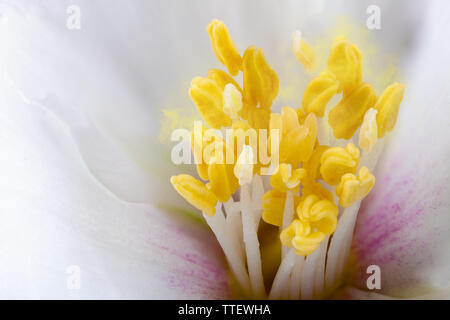 Les étamines des fleurs blanches Philadelphus extreme close up avec du pollen Banque D'Images