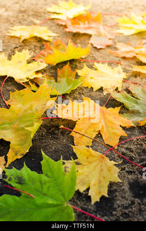 Automne feuilles d'érable jaune tombé dans le soleil Banque D'Images