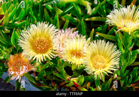 Hottentots Carpobrotus edulis (Fig) grandes fleurs de type marguerite jaune originaire d'Afrique du Sud. Il est également connu sous le nom de la route de glace, ice plant ou tété. Banque D'Images