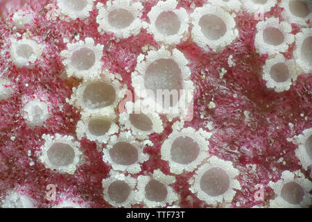 Puccinia phragmitis, un champignon appelé rouille rouille dock, poussant sur Rumex crispus, le curly dock. Un microscope droit du champ de vue de 2 mm. Banque D'Images