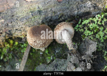 Inocybe lacera, communément appelé le déchiré fibrecap, un champignon vénéneux de Finlande Banque D'Images