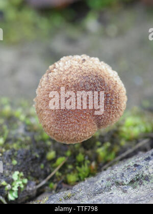 Inocybe lacera, communément appelé le déchiré fibrecap, un champignon vénéneux de Finlande Banque D'Images