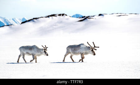 Deux jeunes hommes à pied à travers la neige rennes de Svalbard, un archipel norvégien entre la partie continentale de la Norvège et le pôle Nord. Les Rennes sont associer Banque D'Images