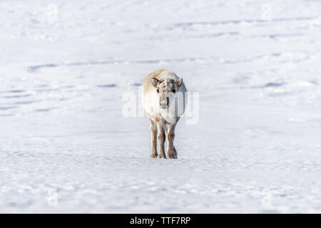 Les jeunes femelles sur la neige du Svalbard, un archipel norvégien entre la partie continentale de la Norvège et le pôle Nord. Le renne est associé à Chr Banque D'Images