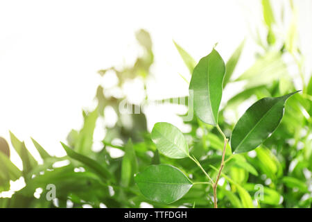 Vert feuilles de ficus sur arrière-plan flou Banque D'Images