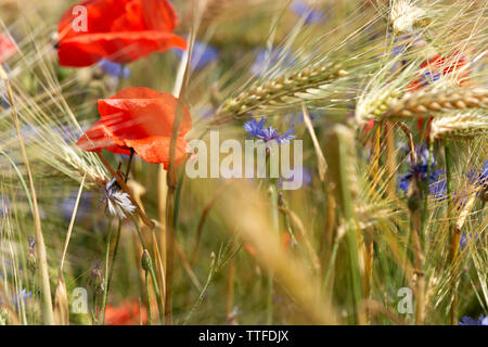 Détail de champ de blé avec coquelicot et bleuet Banque D'Images