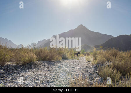Burro marche à travers un paysage désertique dans le Nord du Mexique Banque D'Images