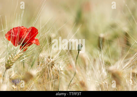 Détail de champ de blé avec coquelicot et bleuet Banque D'Images