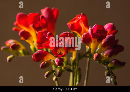 Bouquet de fleurs de printemps frais, Freesia Banque D'Images