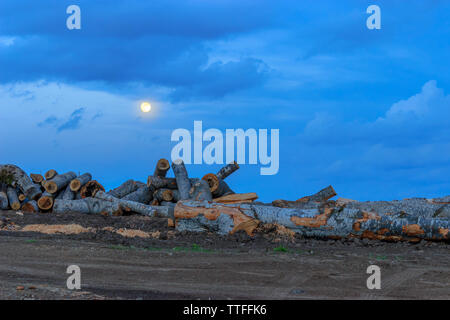 Les lignes de coupe de bois avec la lune et le ciel nuageux au crépuscule, paysage rural Banque D'Images