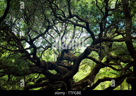 Angel Oak Tree à Charleston, Caroline du Sud Banque D'Images