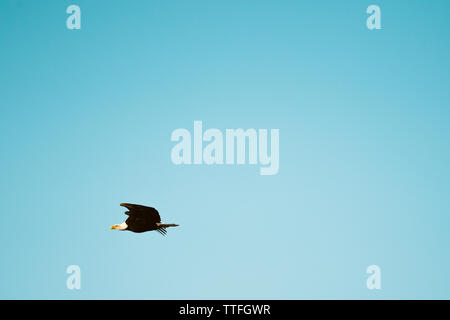 Un pygargue à tête blanche vole à travers un ciel bleu Banque D'Images