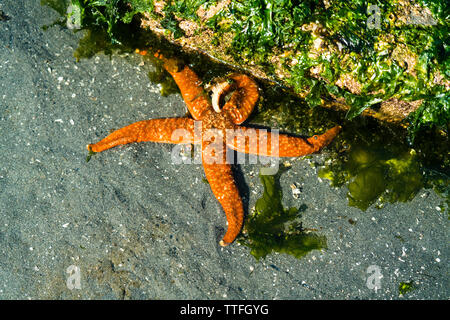 Vue de dessus d'une étoile de mer orange dans un bassin de marée Banque D'Images