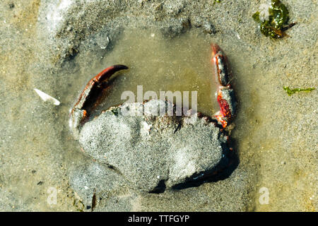 Vue de dessus d'un crabe nordique creusent le sable d'une plage Banque D'Images