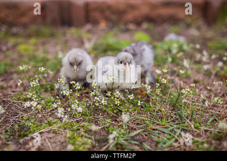 Close-up of baby poulets sur terrain Banque D'Images