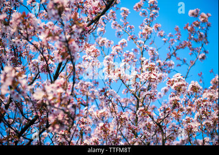 Les fleurs de cerisier rose qui fleurit au printemps lumineux sous le soleil bleu ciel Banque D'Images