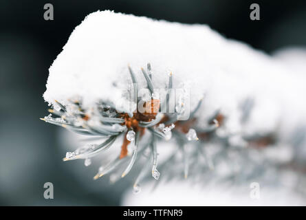 Close up d'aiguilles de conifères et pomme de bourgeons sur la branche couverte de neige Banque D'Images