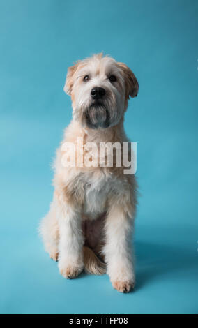 Wheaten Terrier chien assis sur fond bleu à l'avant. Banque D'Images