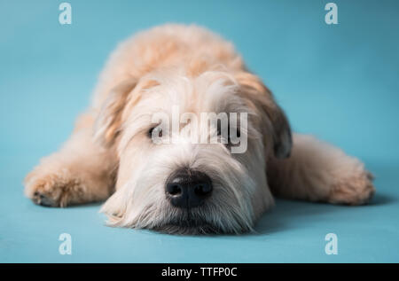 Close up of face de chien de terrier wheaten portant sur fond bleu. Banque D'Images