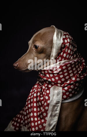 Chien lévrier italien avec Hijab Arabe Banque D'Images