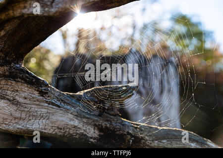 Spider web sur souche d'arbre brillait dans sunhine Banque D'Images