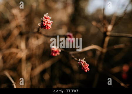 Fleurs d'hiver recouvert de givre et de glace dans un bois Anglais Banque D'Images