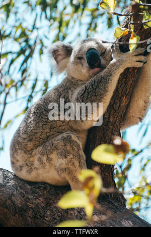 Koala adultes dormant sur une branche d'arbre à Magnetic Island Banque D'Images