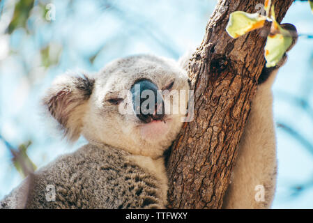 Koala adultes dormant sur une branche d'arbre à Magnetic Island Banque D'Images