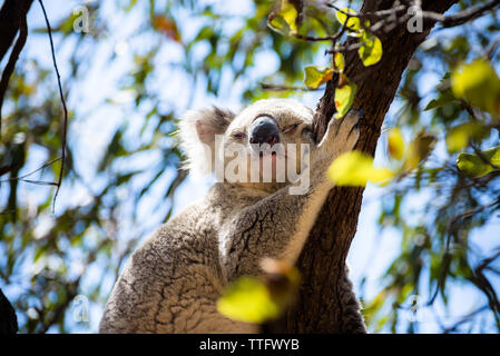 Koala adultes dormant sur une branche d'arbre à Magnetic Island Banque D'Images