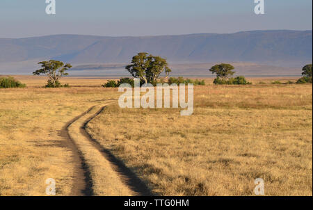 Voir de chemin de terre à l'intérieur du cratère du Ngorongoro avec le matin, les nuages s'abattant sur la jante. La NGORONGORO CONSERVATION AREA, Tanzania Banque D'Images