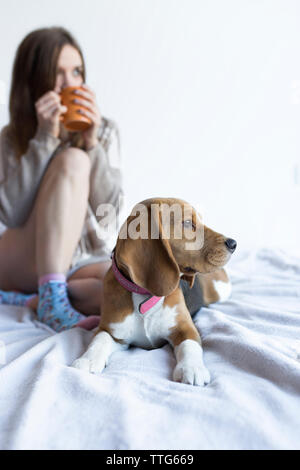 Femme ayant un verre alors qu'il était assis avec beagle sur le lit chez lui Banque D'Images